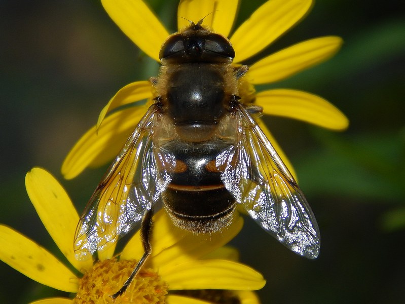 Eristalis sp?